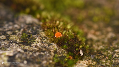 Neottiella