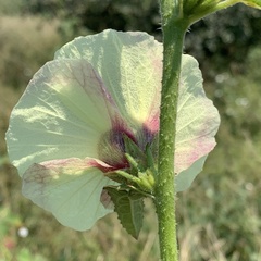Hibiscus nigricaulis image
