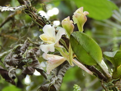 Rodriguezia granadensis