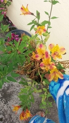 Alstroemeria