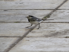 Motacilla alba