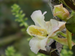 Rodriguezia granadensis