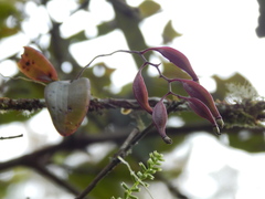 Rodriguezia granadensis