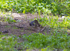 Fringilla coelebs