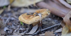 Paxillus rubicundulus