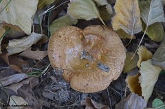 Paxillus rubicundulus