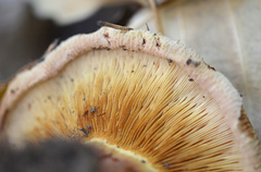 Paxillus rubicundulus