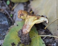 Paxillus rubicundulus