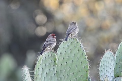 Haemorhous mexicanus