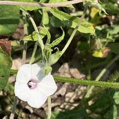 Ipomoea magnusiana