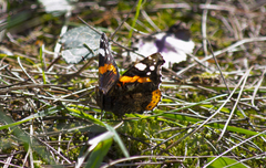 Vanessa atalanta