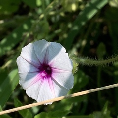 Ipomoea sinensis
