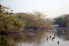 Mycteria leucocephala