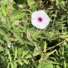 Ipomoea sinensis