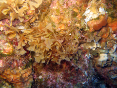 Chartella papyrea