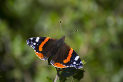 Vanessa atalanta