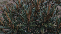 Miconia salicifolia
