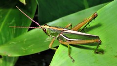 Staleochlora trilineata