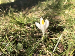 Crocus vernus