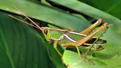 Staleochlora trilineata