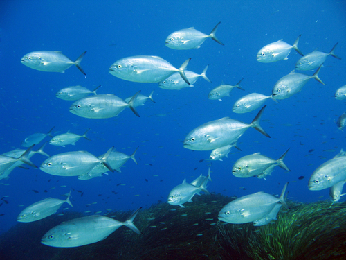 Photo of Blue runner (Caranx crysos)