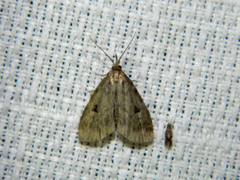 Parahypenodes quadralis