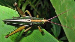 Staleochlora trilineata