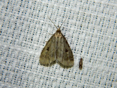 Parahypenodes quadralis