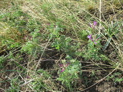Astragalus suffruticosus