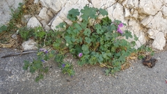 Malva sylvestris