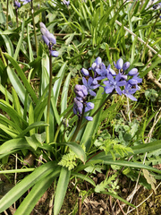 Scilla bithynica