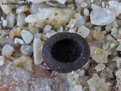Peziza phlebospora