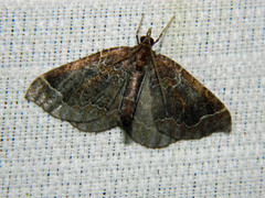 Eulithis flavibrunneata