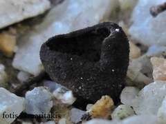 Peziza phlebospora