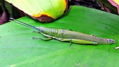 Copiocerinae