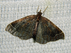 Eulithis flavibrunneata