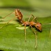 Asian Weaver Ant - Photo (c) Thomas Job, some rights reserved (CC BY-NC), uploaded by Thomas Job
