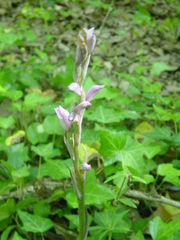 Limodorum trabutianum