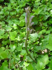 Limodorum trabutianum