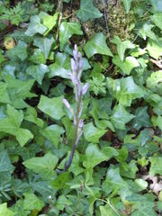 Limodorum trabutianum