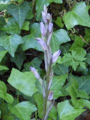 Limodorum trabutianum