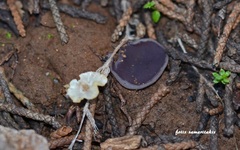 Geoscypha violacea