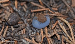 Geoscypha violacea