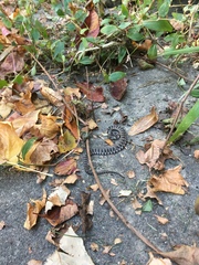 Nerodia sipedon sipedon