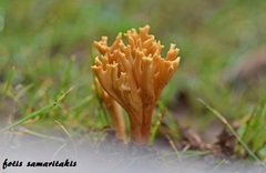 Phaeoclavulina clavarioides