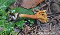 Phaeoclavulina clavarioides