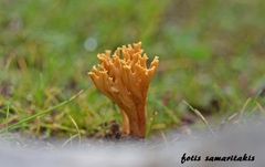 Phaeoclavulina clavarioides