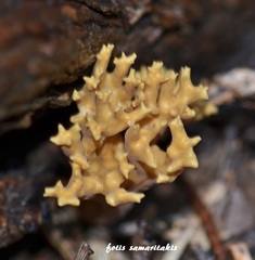 Phaeoclavulina clavarioides