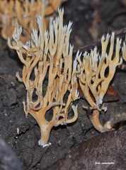 Phaeoclavulina ochracea