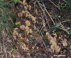 Phaeoclavulina ochracea